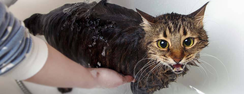 Do cats really hate water?