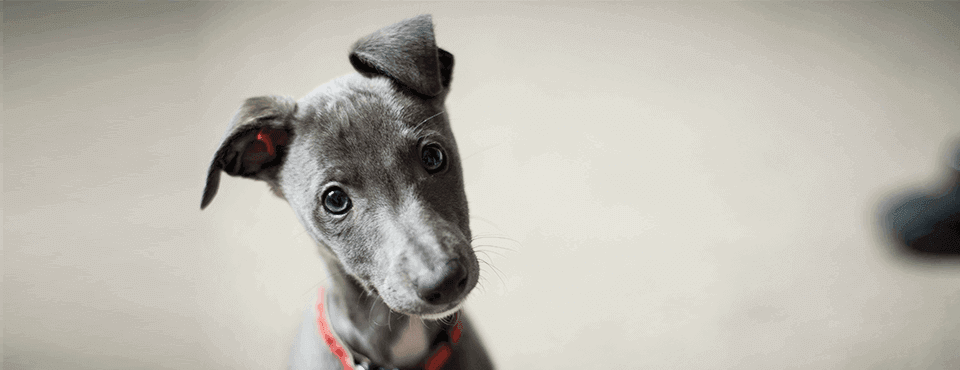 The ins and outs of puppy socialisation 