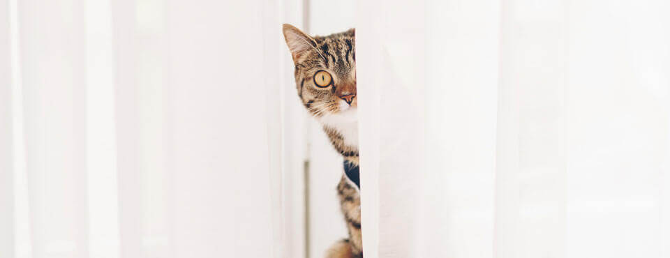 Keeping your home safe for your indoor cat