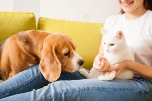 Dog and Cat on lap