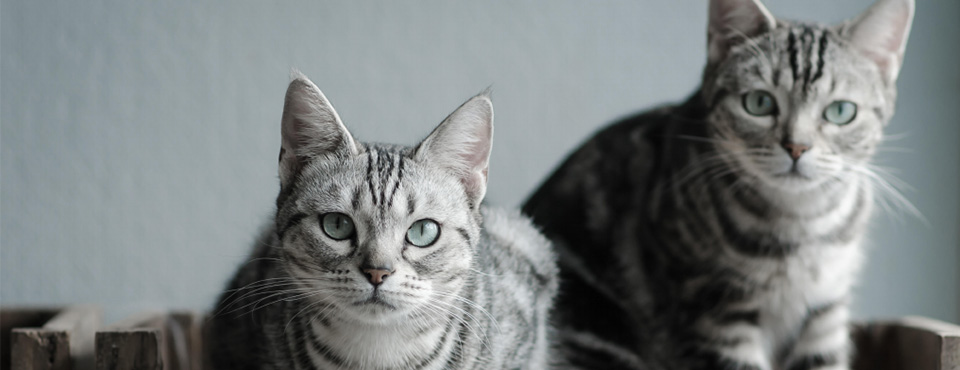 Managing diabetes in your cat