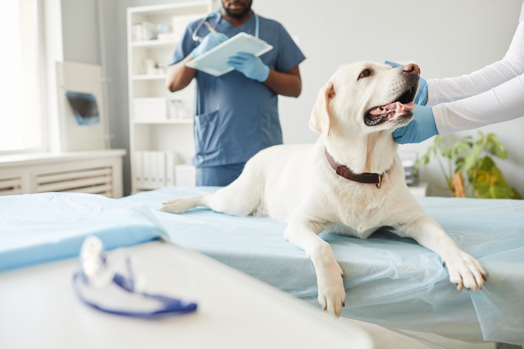 Sick young animal lying on medical table while woman in gloves examining him against veterinarian in uniform making notes